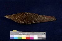 藍腹鷴藏品圖，第4張
